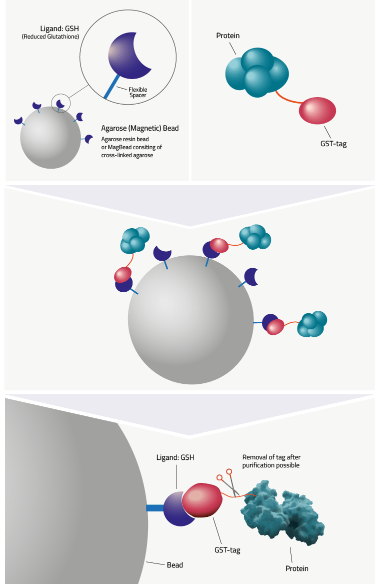 GSTTag Definition & Data